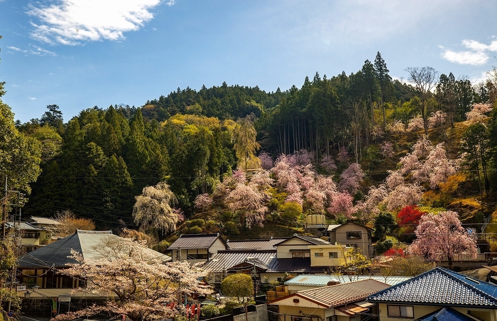 裏山の紅しだれ桜.jpg