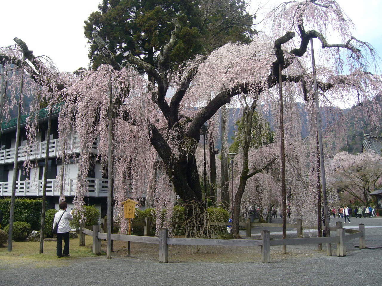 久遠寺　仏殿前のしだれ桜