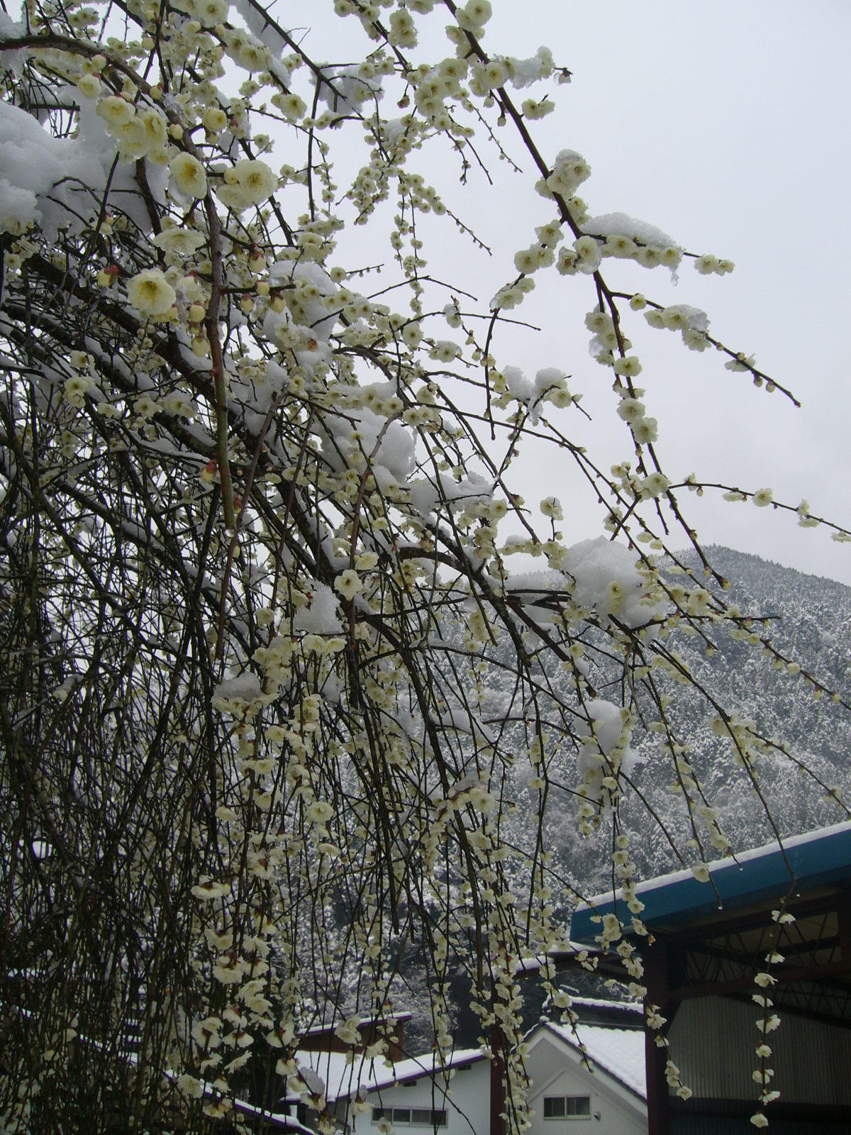 しだれ白梅と雪の鷹取山.jpg