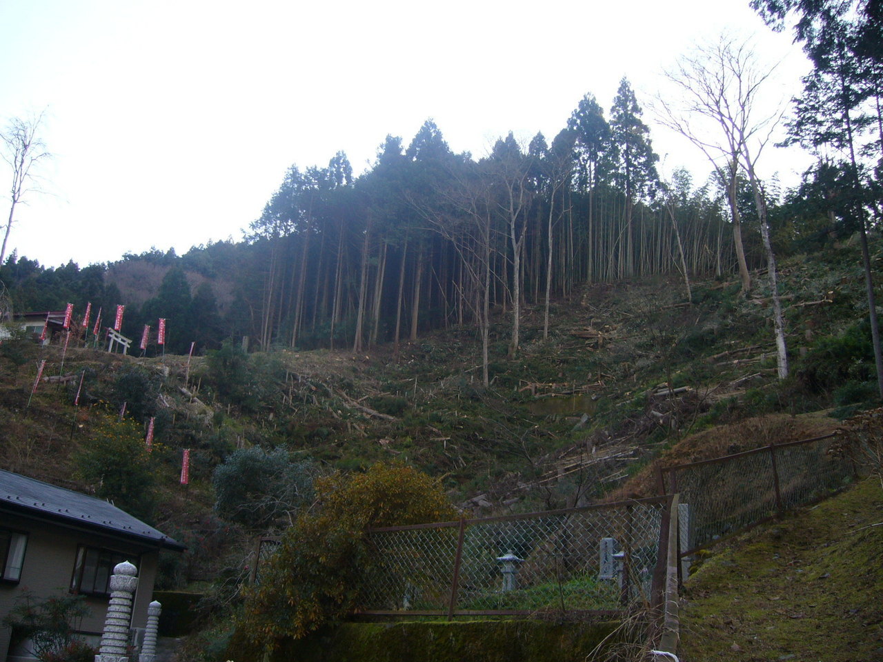 しだれ桜植樹予定の裏山・２.JPG