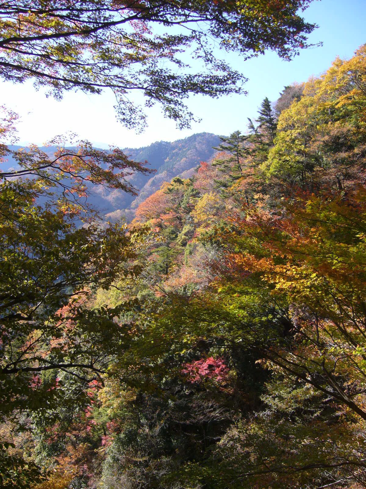 身延山東参道途中の紅葉