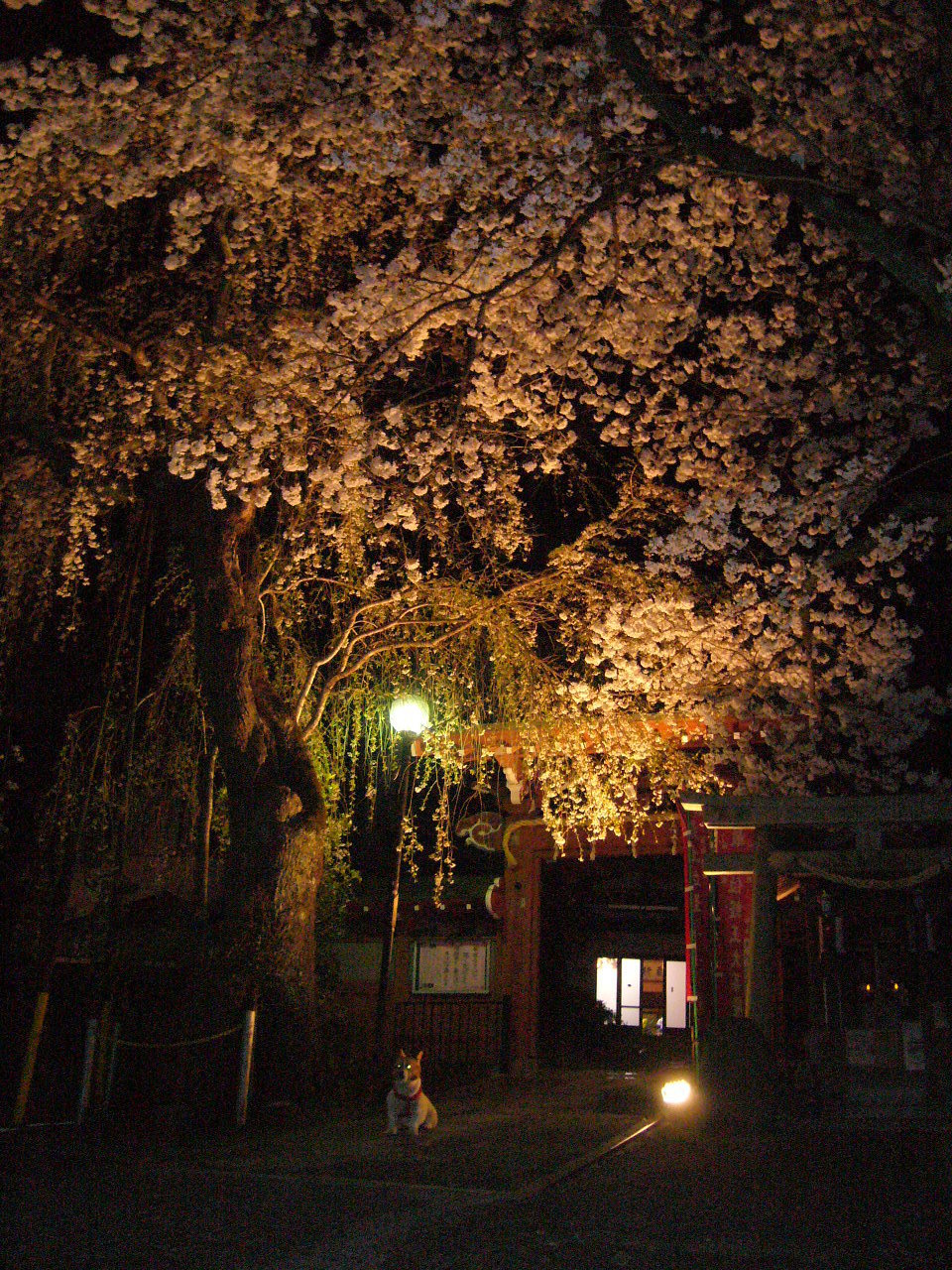 夜桜ライトアップと夜桜見物犬.JPG