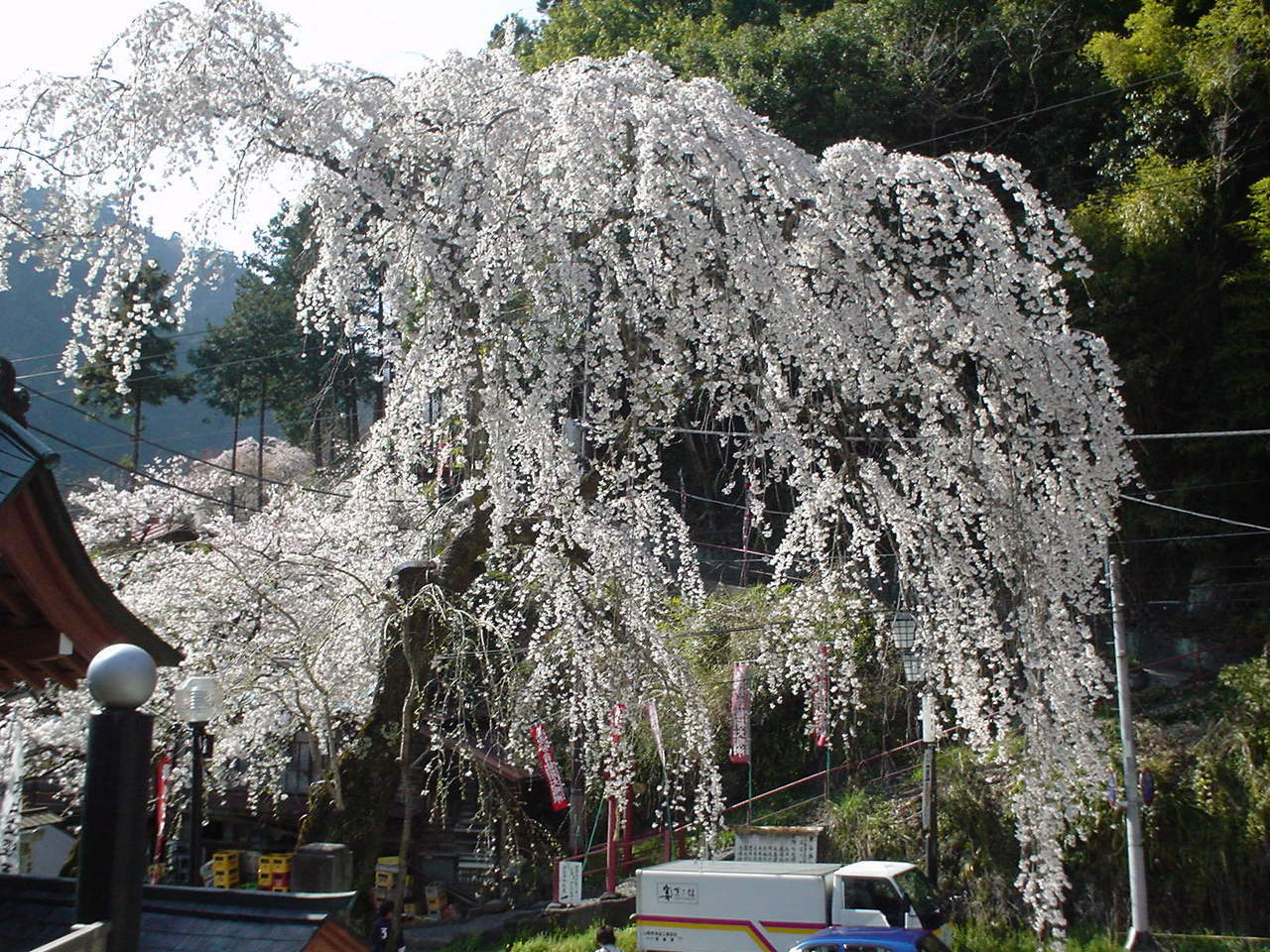 親子しだれ・志摩房