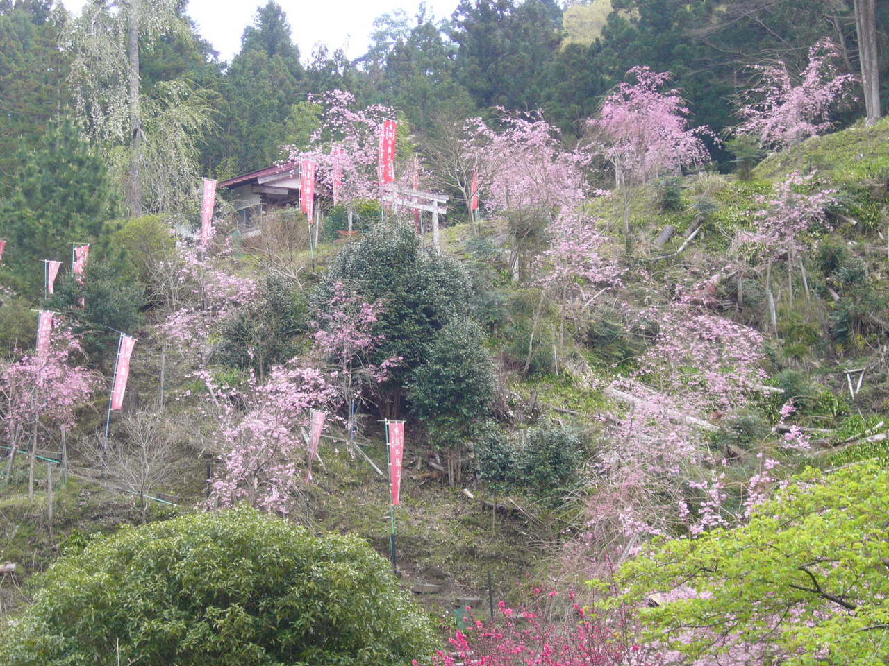 開花した皆さんの桜　Ｈ２８年.JPG