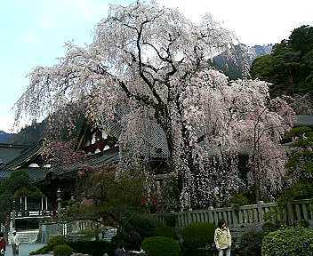 久遠寺のしだれ桜