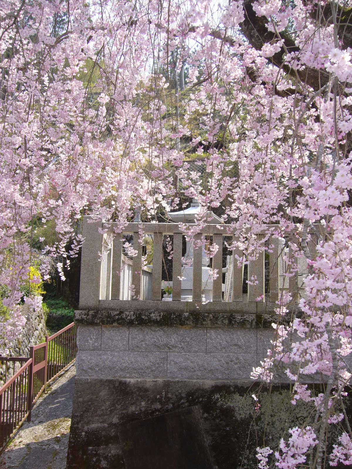 永代供養墓と墓前の紅しだれ桜（正面より）.JPG