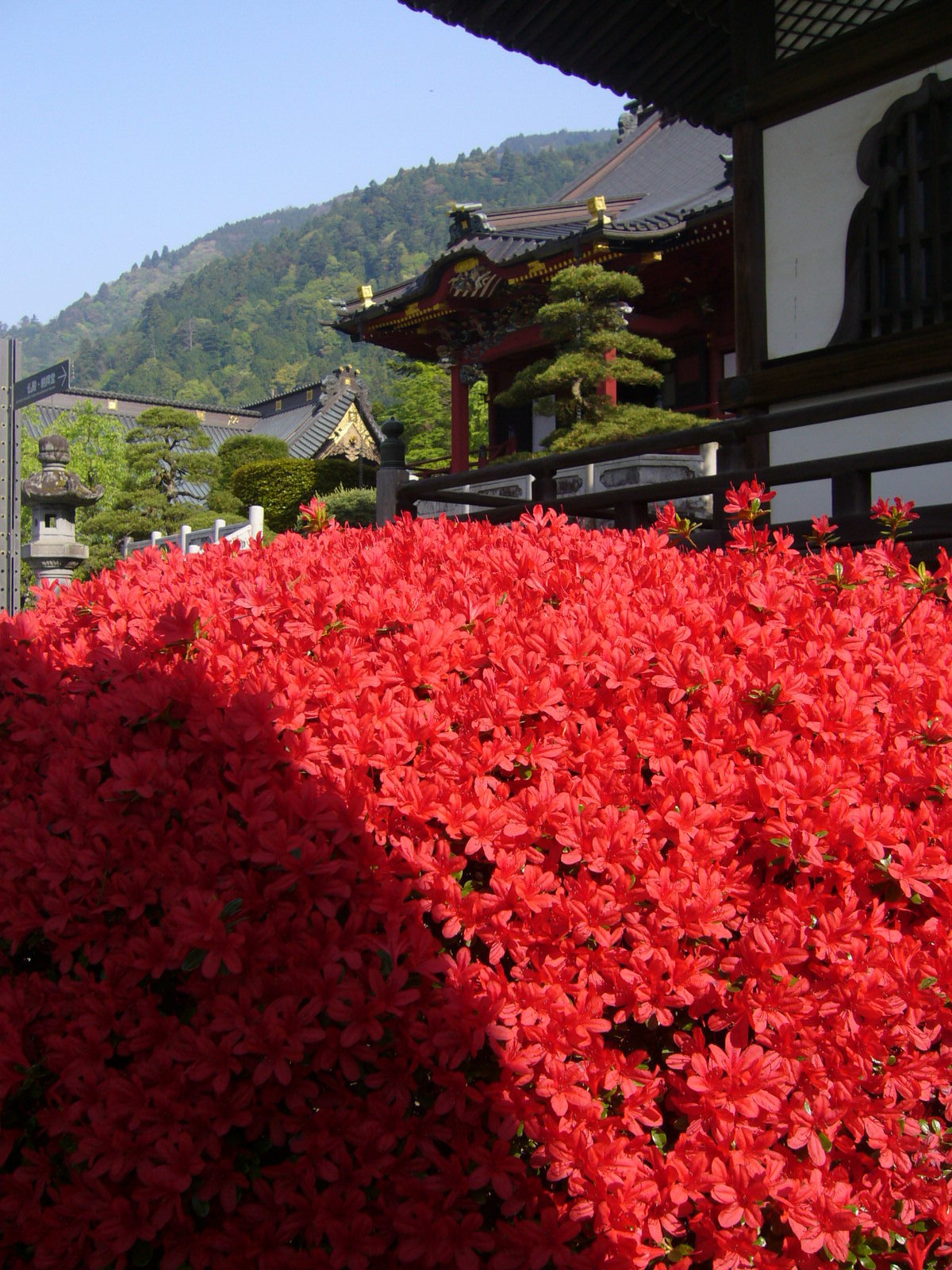 久遠寺の初夏のサツキと祖師堂・御真骨堂.JPG