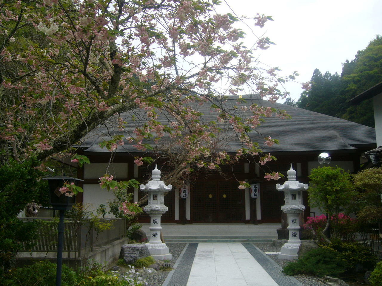 右近桜と本堂・志摩房