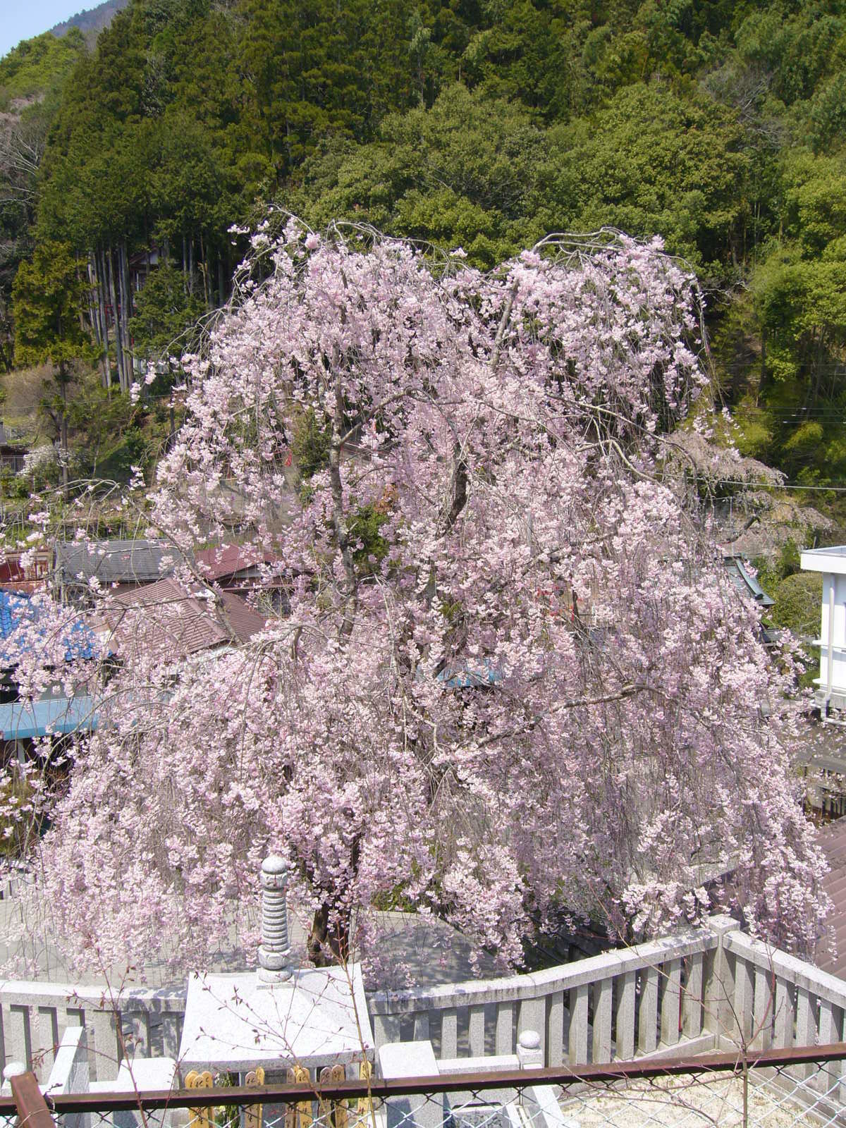 永代供養墓と紅しだれ桜（お墓側からの風景）.JPG