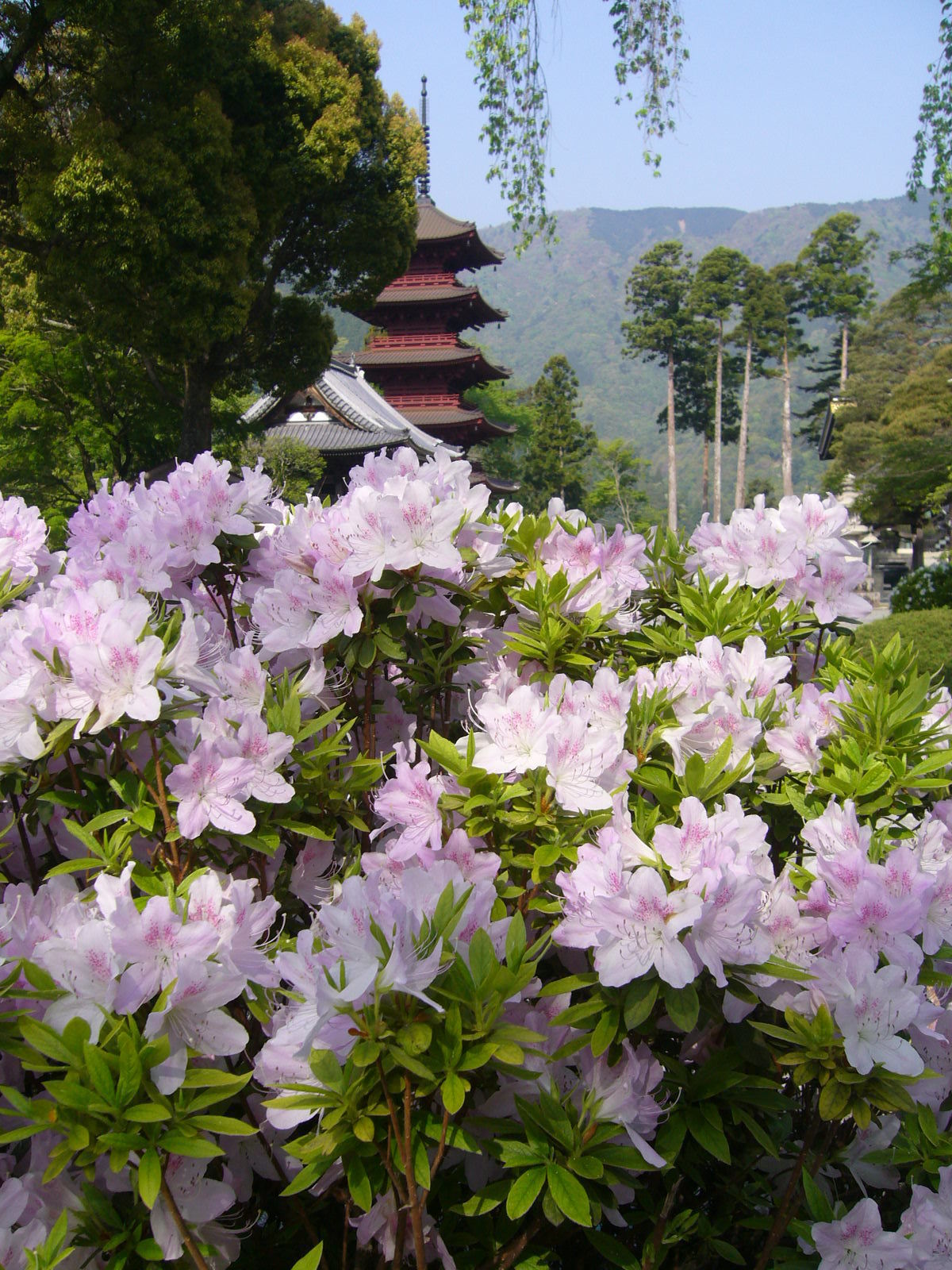 久遠寺の初夏のサツキと五重塔.JPG