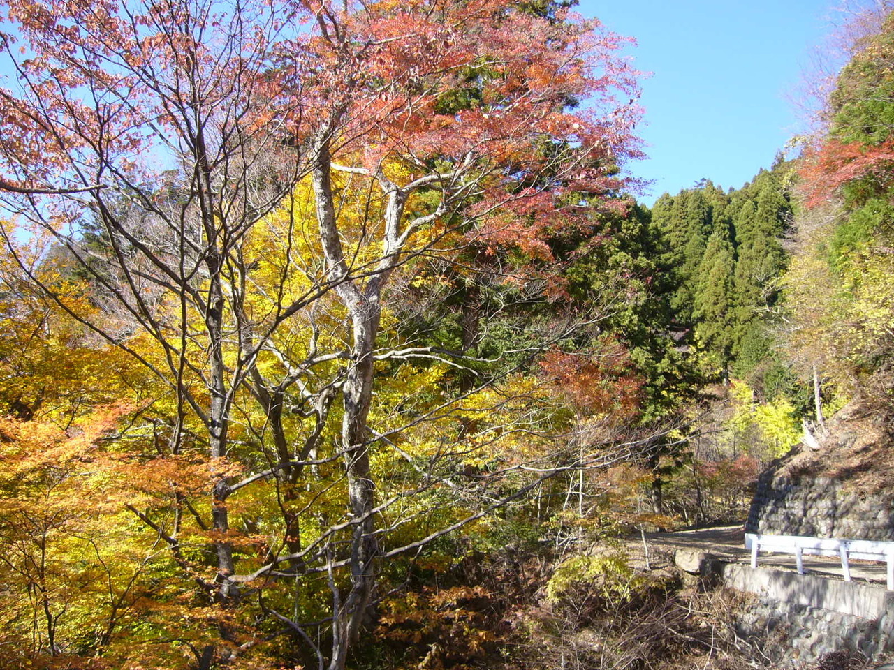 身延山東側参道途中の紅葉２