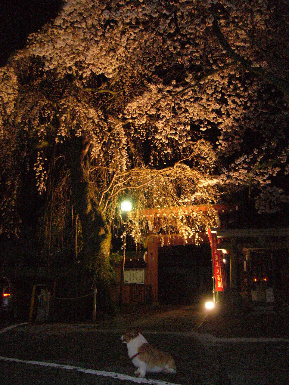 夜桜見物犬2010・志摩房.JPG