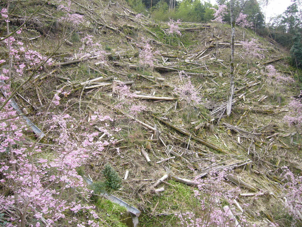 開花した皆さんの桜２　Ｈ２８年.JPG